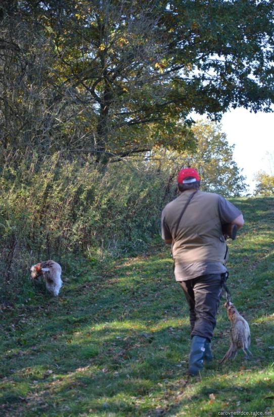 V tomto roce na klubových soutěžích bylo přiznáno pouze 2x CACT u dvou jedinců, jak je zmíněno výše, moc gratulujeme a těšíme se na další sezonu, kdy budou k vidění třeba i další psi, ať už se jim