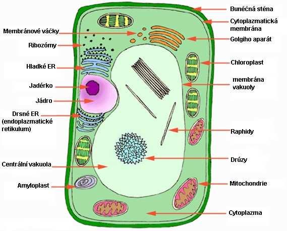 3 ROSTLINNÁ BUŇKA Rostlinná eukaryotická buňka je tvořena na povrchu buněčnou stěnou a buněčným obsahem protoplastem.