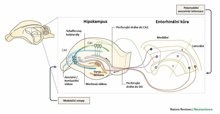 Obr.1. Trisynaptická smyčka hipokampu a její propojení s entorhinální kůrou. Vzruchy vstupují z EC perforující dráhou do DG a přes mechová vlákna pokračují do CA3 oblasti.