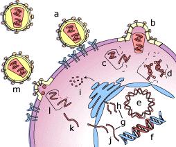 Replikace viru Viry nejsou schopny se bez hostitelské buňky reprodukovat.