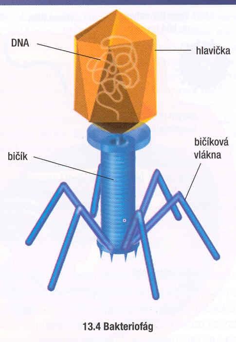 Bakteriofag RNA i DNA viry stavba
