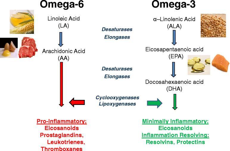 Omega-3 a omega-6 mastné kyseliny Vše jsou to PUFA Zdroje pro syntézu eikosanoidů Nejlepší zdroj PUFA: lněné semínko, chia semínka, vlašské