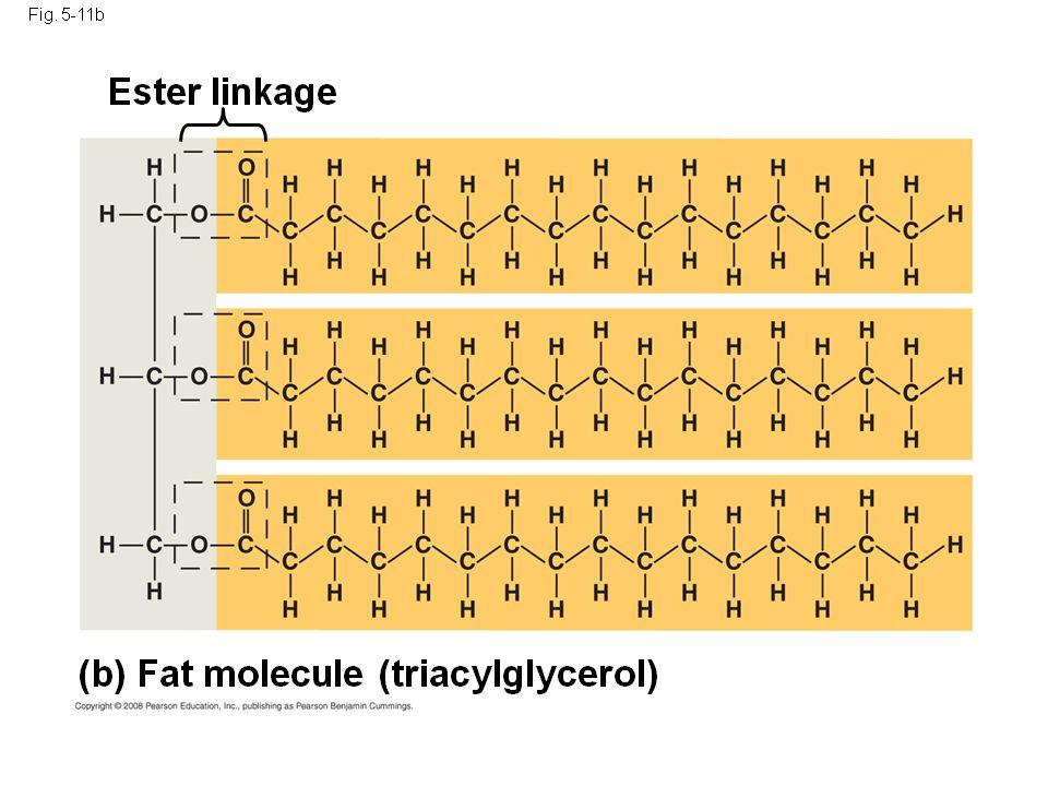 Základní info o tucích Tuky = estery vyšších mastných kyselin Zdroj energie 9 kcal/ 1 gram Stavba buněčných