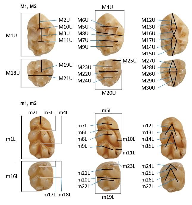 Vstupní morfometrická analýza dentálního fenotypu recentních středoevropských druhů celkem zahrnovala 225 jedinců (23 A. agrarius, 75 A. flavicollis, 63 A. sylvaticus a 87 A.