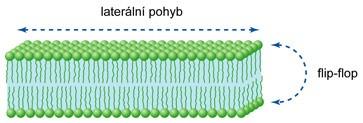 zdroj energie tukové buňky strukturní funkce Funkce lipidů lipidy + 2 C 2 + H 2 + energie biologické membrány ochranná funkce