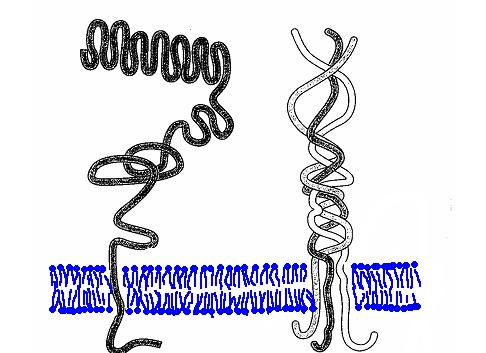 Receptory LDL LDL receptor (apo B/E receptor) je regulován intracelulárním obsahem cholesterolu Nespecifické (scavengerové) receptory (SRA, SRB) membránové receptory se