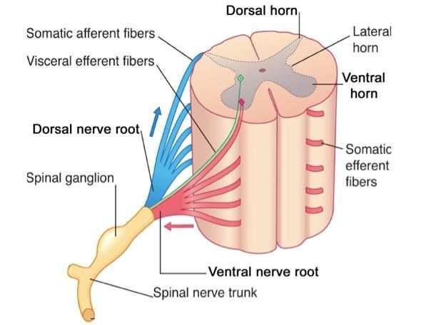 ANATOMIE