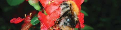 Bombus pascuorum sur cognassier du Japon (Chaenomenes japonica)