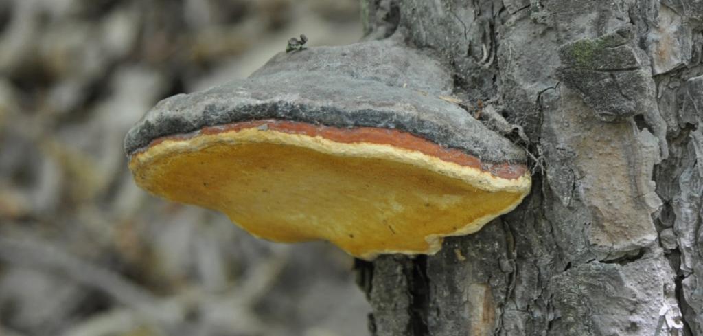 Dřevní houby v arboristické praxi Troudnatec pásovaný (Fomitopsis pinicola) Plodnice se často podobá dříve probíranému troudnatci kopytovitému (Fomes fomentarius).