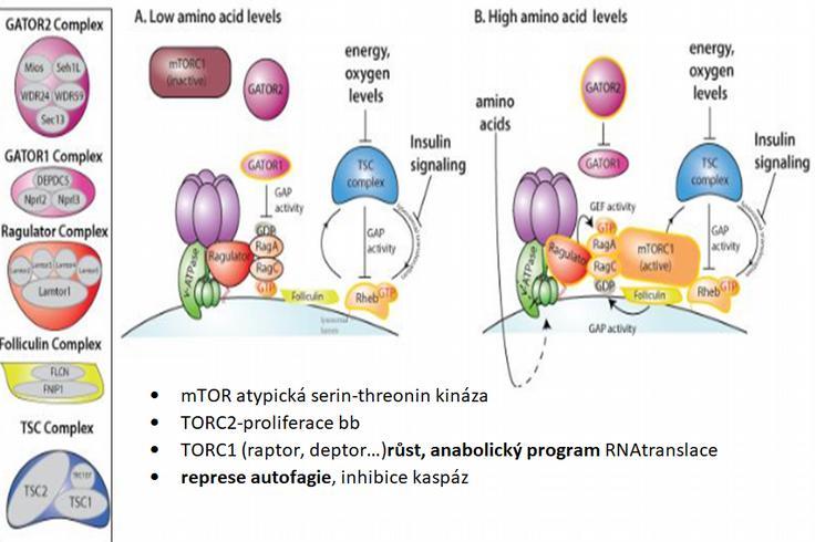 mtorc1 signální