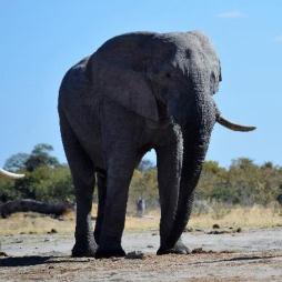 Jak vysoký byl náš slon, když má na fotografii výšku jen 40 cm? a) 5 m b) 32 dm c) 5 cm d) 5 dm e) 240 cm 5.