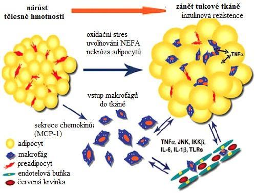 funkce endotelu, proliferaci buněk hladké svaloviny a jejich migraci, což přispívá ke vzniku aterosklerózy (Rajsheker et al. 2010).