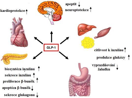 6.4.2 GLUCAGONU PODOBNÝ PEPTID 1 GLP-1 je sekretovaný po příjmu nutrientů z enteroglukagonových buněk (L buňky), zejména v tlustém střevě. Jeho fyziologické účinky jsou shrnuty na obr.10.