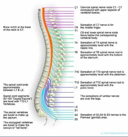 Vertebromedulární topografie 31 párů nervů z míšního segmentu odstupuje jeden pár míšních nervů 8 krčních 12 hrudních 5 bederních 5 sakrálních 1 kostrční