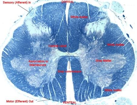 Medulla spinalis Centrální šedá hmota