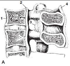 pohybová jednotka ligamentosní