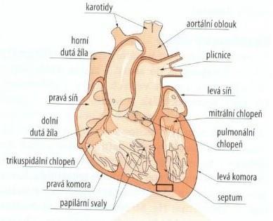 1 Srdce 1.1 Anatomie srdce Srdce je dutý svalový orgán, uložený asymetricky v mezihrudí, dvě třetiny leží vlevo a jedna třetina vpravo od střední čáry. Má tvar trojboké pyramidy.