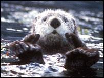 Cat parasite 'is killing otters' By Paul