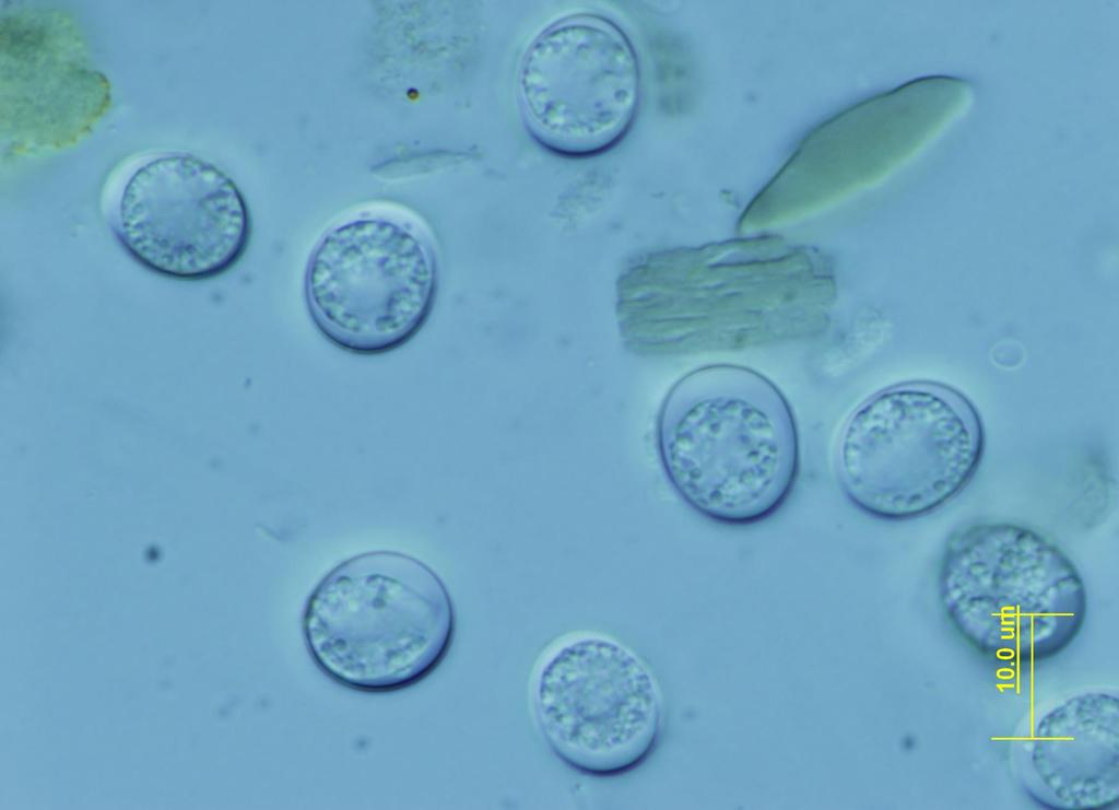 Toxoplasma gondii oocystsy z trusu