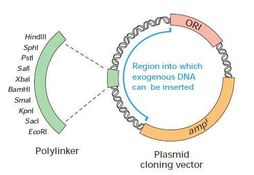 Basic components of a plasmid cloning vector that can replicate within an E. coli cell.