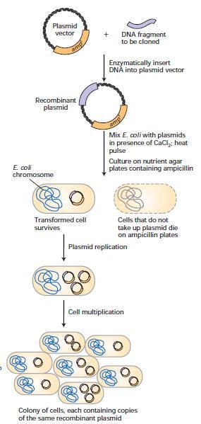 DNA cloning in a plasmid vector permits amplification of a DNA fragment. A fragment of DNA to be cloned is first inserted into a plasmid vector containing an ampicillin-resistance gene (ampr).