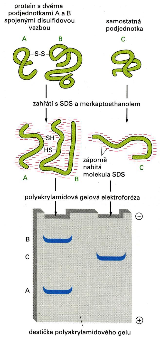 dodecylsíran sodný) SDS se váže na