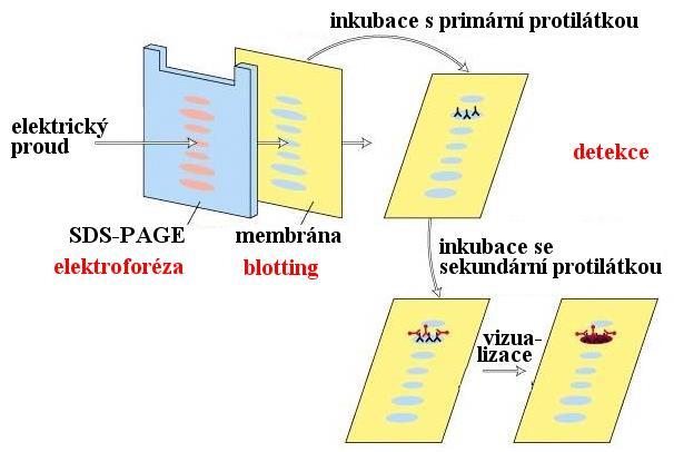 WESTERN BLOTTING 1. elektroforéza rozdělení proteinů, např. SDS-PAGE 2.