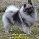 Vlčí špic/keeshond - feny NARCISSA Šumbarský pramen vlkošedá Cm: 45 VL CMKU/NS/11890/12 * 16.07.