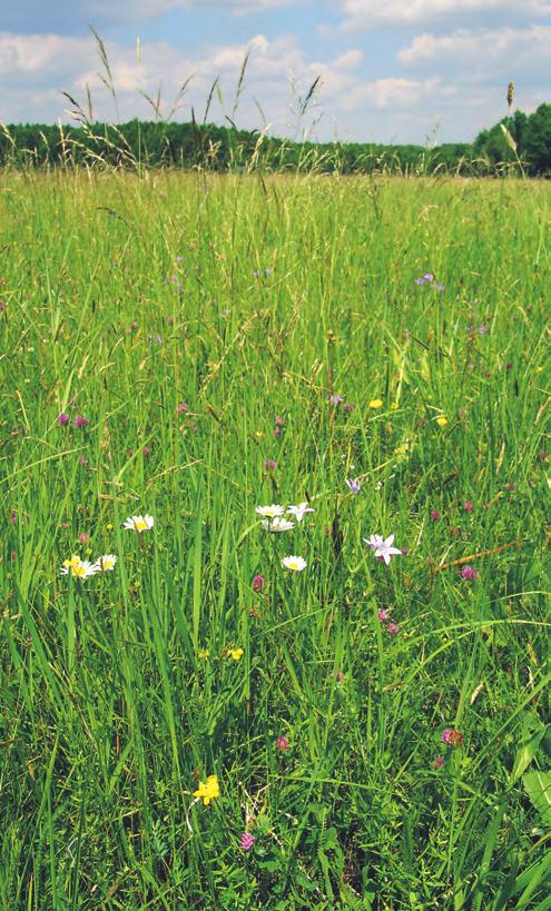 234 nis flos-cuculi, Ranunculus acris a Sanguisorba officinalis.