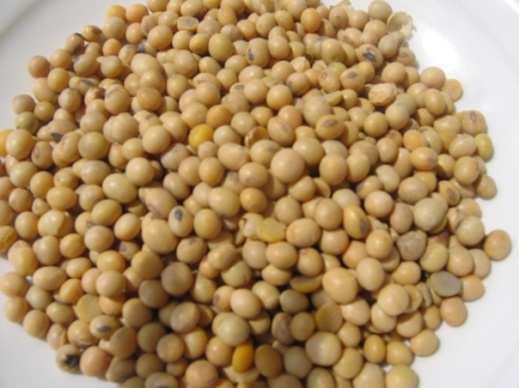 SOJA Neobsahuje: cholesterol, tyramin, hnilobné bakterie Obsahuje: 1.