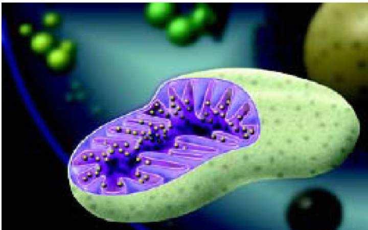VOLNÉ RADIKÁLY A ANTIOXIDANTY Vznik v organismu při celé řadě biochemických procesů jejich produkce uvnitř buněk buněčné dýchání mitochondrie - fyzikální vlivy radioaktivní záření, rentgenovo záření,