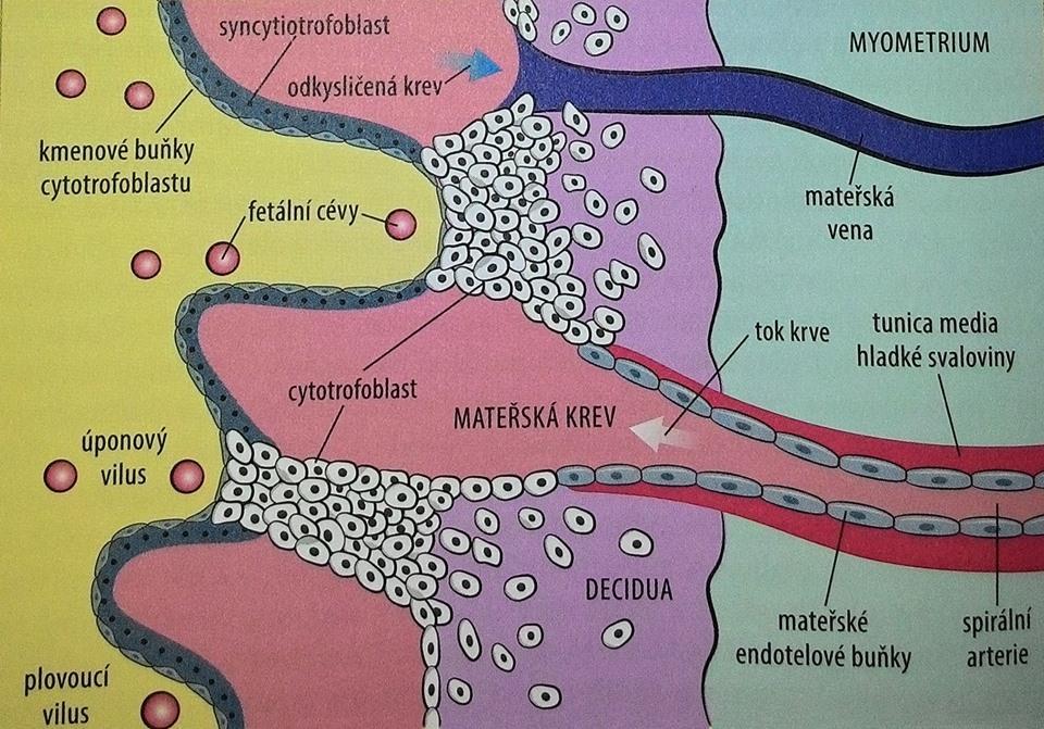 deciduy, v myometriu zůstávají spirální arterie nedilatované a úzké. To proto, ţe cytotrofoblast nedokáţe dostatečně napadnout myometrální spirální arterie (Maynard, Karumanchi, 2011, s. 3).