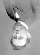 ƉƎĞĚŶƓŬǇ ǌ ŵăƚğŵăɵŭy Ă fǉǌŝŭǉ PŽēet