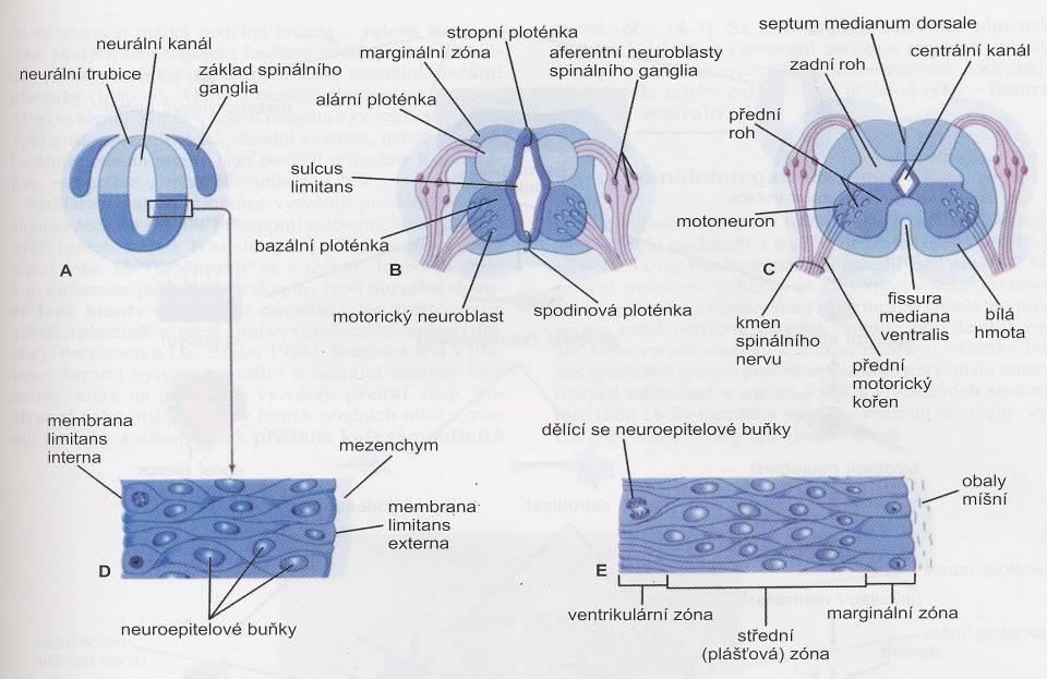 Vývoj neurální