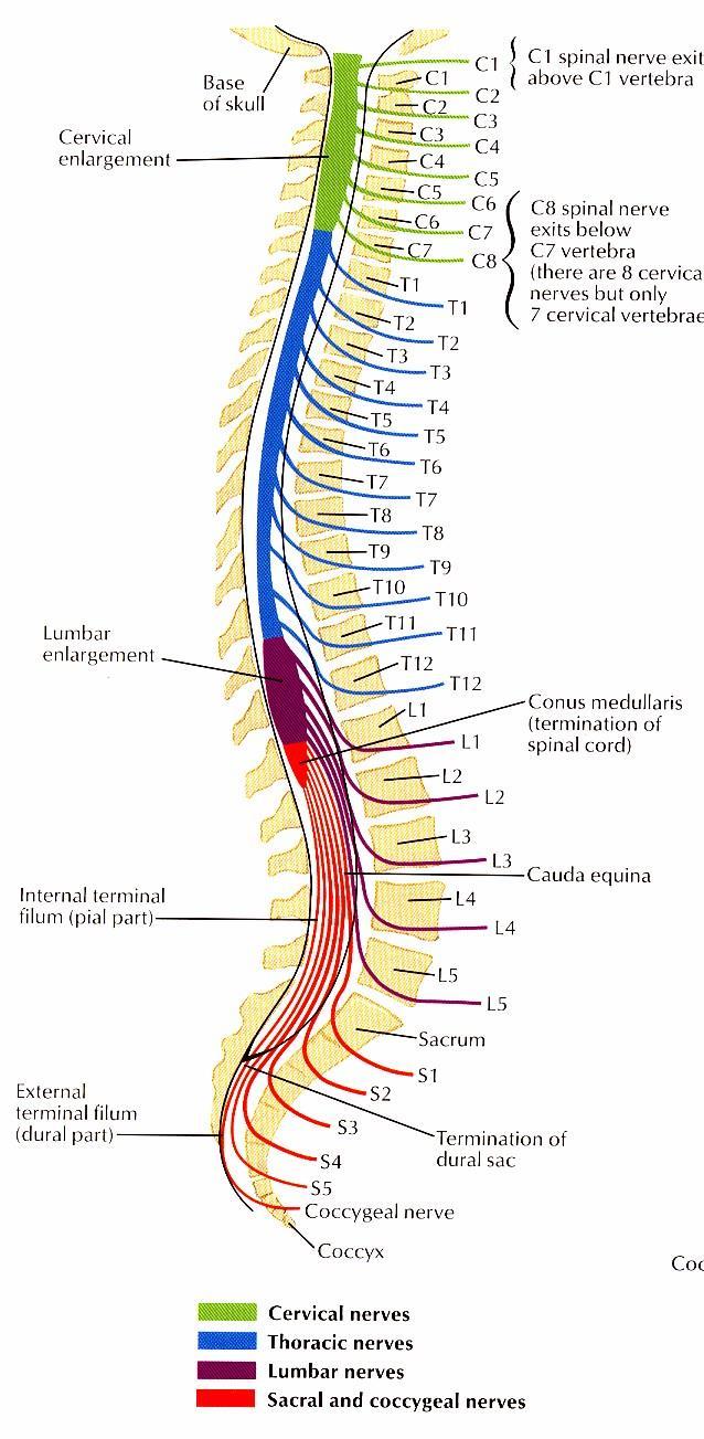 Mícha segmentové uspořádání vychází z vývoje neurální trubice a somitů míšní segmenty 31 míšní nervy: C8, T12,