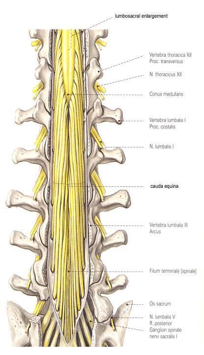 Mícha vnější popis epiconus obratle T12-L1 segmenty L5-S2 míšní kužel = conus medullaris
