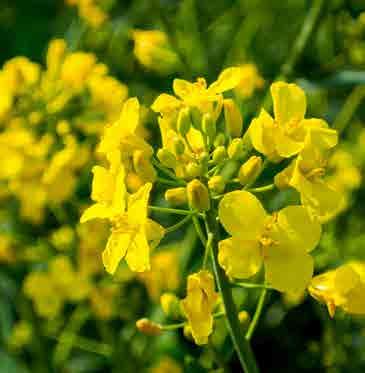 37 Řepka ozimá Bayer Crop Science DK Exception středně raný restaurovaný hybrid, silně větvící s vysokým počtem šešulí na rostlině vyniká vysokým výnosem i výnosovou stabilitou jak v chladné, tak i v