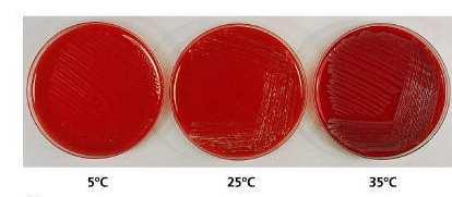 morphology of an