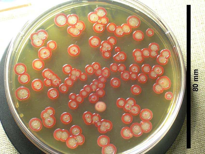 Serratia, z čeledi