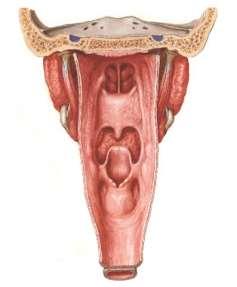 pars oralis valleculae epiglotticae plica glossoepiglottica mediana + laterales Hltan =