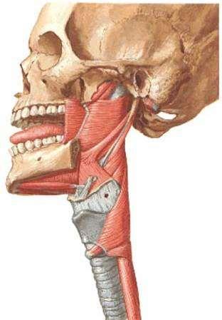 Svaly hltanu raphe pharyngis, fascia pharyngobasilaris svěrače = mm. constrictores /3/ m.c. superior 4 části - začíná na lebce /3/ a jazyku /1/ m.c. medius 2 části začíná na jazylce m.c. inferior 2 části začíná na chrupavkách hrtanu zdvihače = mm.