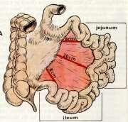 Tenké střevo = Intestinum tenue dvanáctník = duodenum lačník = jejunum kyčelník = ileum