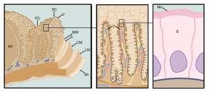 Kerckringi klky = villi intestinales mikroklky glandulae intestinales = Lieberkühnovy