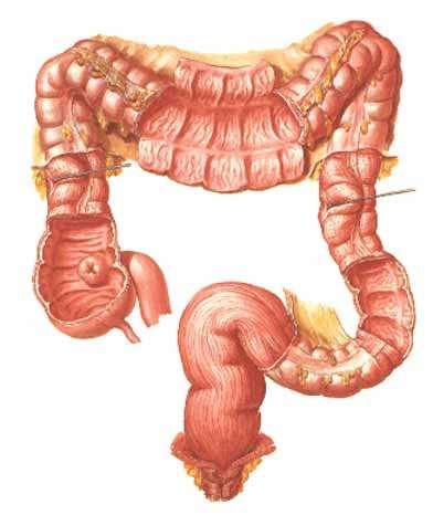 X + sympatikus Tlusté střevo = Intestinum crassum caecum (= slepé střevo) +