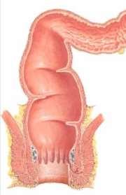 ), stavba: plicae transversae plica dx. Kohlrauschi (4) plicae sin. sup. + inf.