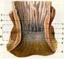 peritoneum: jen na horní ¼ = částečně intraperitoneální + subperitoneální orgán
