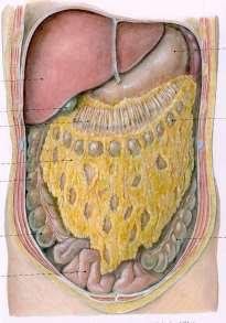 Hepar /= játra/ Popis: facies diaphragmatica /area nuda, impressio cardiaca/,