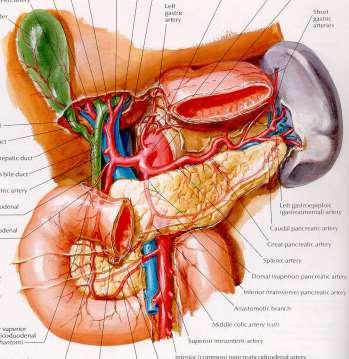 Peritonaeum (pobřišnice) serózní výstelka peritoneum parietální (nástěnné) viscerální (orgánové) závěsy orgánů