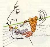 glandula parotidea accessoria regio parotideomasseterica gl.