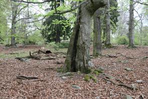 Hluboká nad Vltavou, Stará